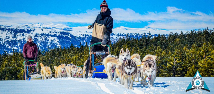 HuskyPonit